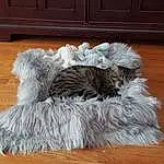 Furry friends, Fur Clothing, Wool, Textile, Tail, Outerwear, Natural Material