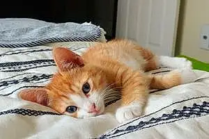 Name American Shorthair Cat Henny
