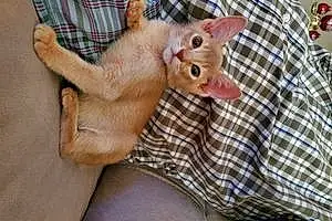 Name Abyssinian Cat Cougar