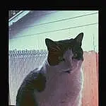 Cat, Window, Felidae, Carnivore, Small To Medium-sized Cats, Tints And Shades, Whiskers, Tail, Domestic Short-haired Cat, Rectangle, Furry friends, Display Device, Darkness, Square, Black & White, Paw, Shadow