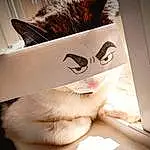 Glasses, Hand, Cat, Textile, Eyelash, Felidae, Gesture, Finger, Small To Medium-sized Cats, Carnivore, Whiskers, Tints And Shades, Eyewear, Wood, Paper, Furry friends, Tail, Room, Paper Product, Visual Arts
