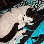 Cat, Blue, Felidae, Carnivore, Small To Medium-sized Cats, Gesture, Comfort, Whiskers, Tints And Shades, Tail, Snout, Art, Furry friends, Electric Blue, Domestic Short-haired Cat, Paw, Claw, Nap, Paint