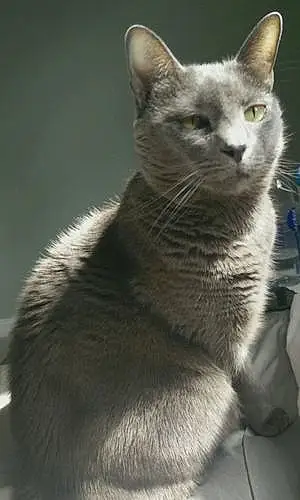 Name Russian Blue Cat Hayley