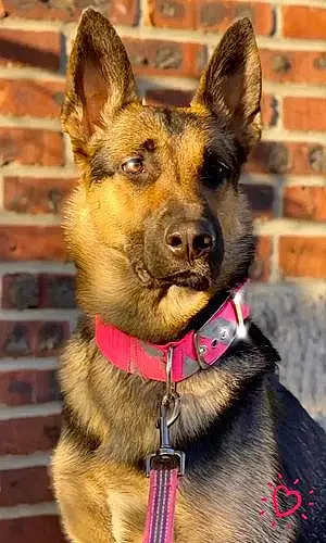Name German Shepherd Dog Chelsea