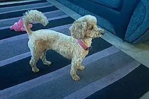 Name Poodle Dog Darcy