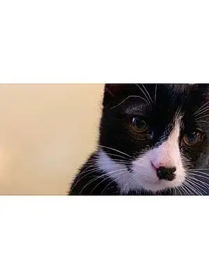 Name American Shorthair Cat Bonkers