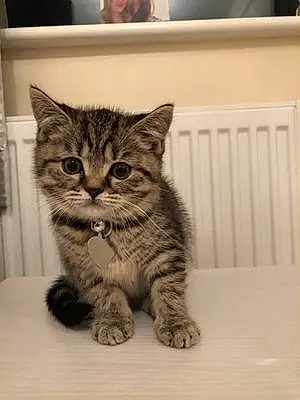 Name British Shorthair Cat Izzie