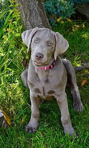 Name Labrador Retriever Dog Izzie