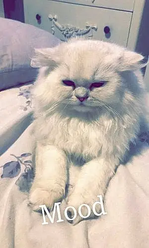 Name Persian Cat Delilah