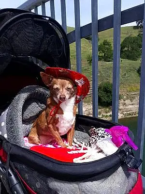 Name Chihuahua Dog Isis