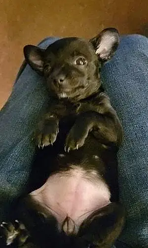 Name Chihuahua Dog Korra