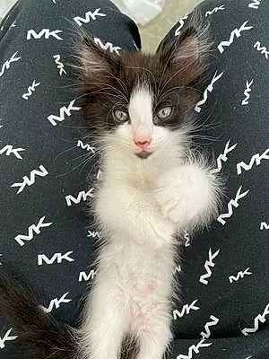 Name Cat Lennon