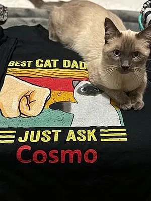 Siamese Cat Cosmo