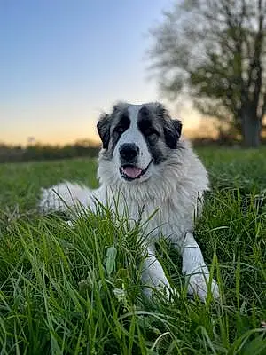 Name Great Pyrenees Dog Sophie