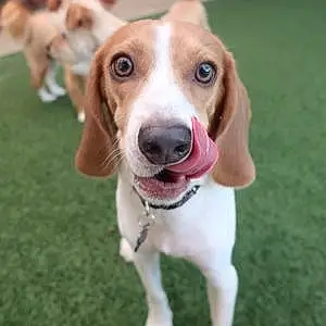 Name Beagle Dog Howard