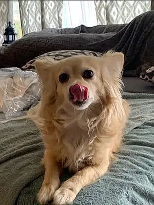 Name Chihuahua Dog Kody