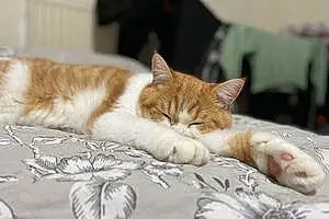 Scottish Fold Cat Russo
