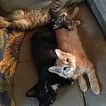 Cat, Felidae, Comfort, Carnivore, Small To Medium-sized Cats, Fawn, Whiskers, Tail, Snout, Furry friends, Paw, Claw, Domestic Short-haired Cat, Foot, Canidae, Human Leg, Couch, Dog breed, Nap, Tree