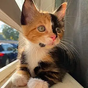 Name American Shorthair Cat Cruella
