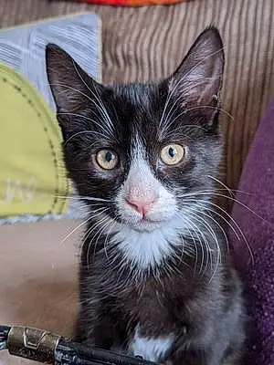 Name British Shorthair Cat Badger