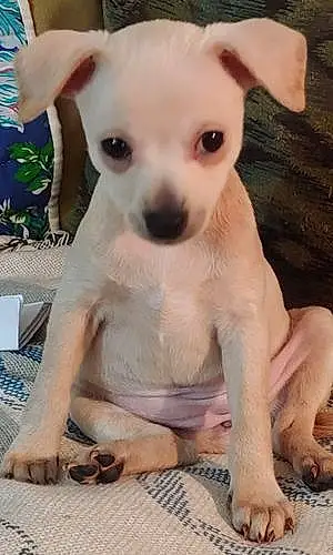 Name Chihuahua Dog Blondie