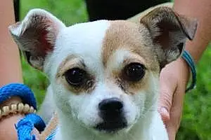 Name Jack Russell Dog Haley