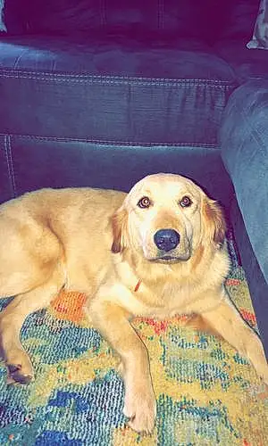 Name Golden Retriever Dog Lacie