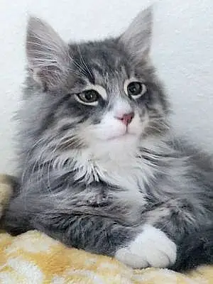Name Oriental Longhair Cat Jerry