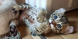 Name Cat Cheetah