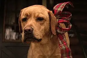 Name Labrador Retriever Dog Kooper