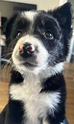 Name Border Collie Dog Alfie