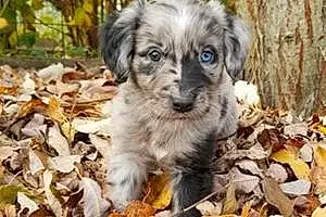 Name Golden Retriever Dog Caspian