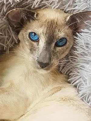 Name Siamese Cat Florence