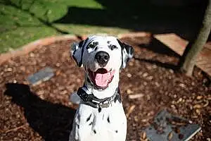 Name Dalmatian Dog Brooks