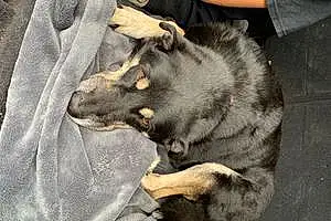 Name Labrador Retriever Dog Kayla