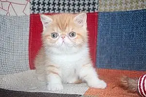 Name Exotic Shorthair Cat Bea