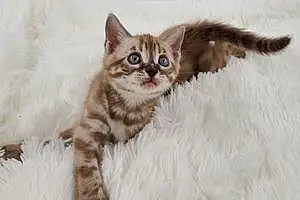 Name Bengal Cat Henny