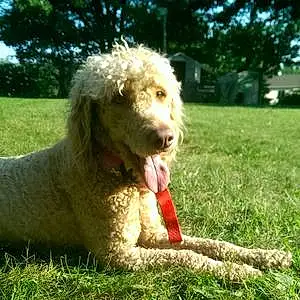 Name Goldendoodle Dog Greta