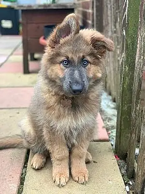 Name German Shepherd Dog Kaiser