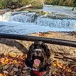 Body Of Water, Dog breed, Dog, Carnivore, Water Resources, Natural Landscape, Stream, Watercourse, Fluvial Landforms Of Streams, Creek, Spring, Waterfall, River, Rapid, Riparian Zone, Water Feature, Tongue, Water Dog