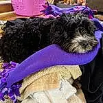Dog, Dog breed, Carnivore, Purple, Violet, Working Animal, Companion dog, Dog Supply, Water Dog, Terrier, Canidae, Toy Dog, Pet Supply, Small Terrier, Poodle Crossbreed, Working Dog, Labradoodle, Portuguese Water Dog