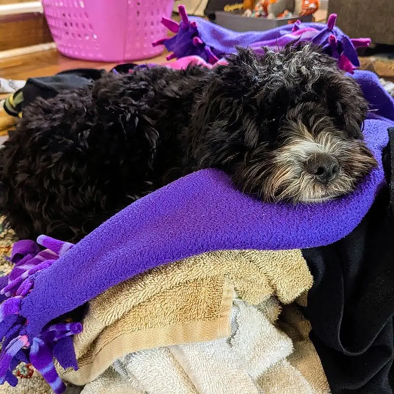 Dog, Dog breed, Carnivore, Purple, Violet, Working Animal, Companion dog, Dog Supply, Water Dog, Terrier, Canidae, Toy Dog, Pet Supply, Small Terrier, Poodle Crossbreed, Working Dog, Labradoodle, Portuguese Water Dog