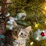 Christmas Tree, Christmas Ornament, Plant, Light, Cat, Nature, Branch, Larch, Whiskers, Twig, Fawn, Evergreen, Carnivore, Felidae, Christmas Decoration, Grass, Holiday Ornament, Small To Medium-sized Cats, Event, Tree