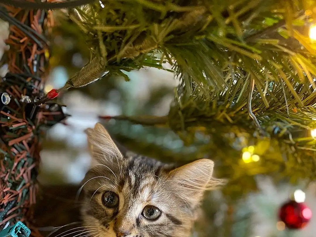 Christmas Tree, Christmas Ornament, Plant, Light, Cat, Nature, Branch, Larch, Whiskers, Twig, Fawn, Evergreen, Carnivore, Felidae, Christmas Decoration, Grass, Holiday Ornament, Small To Medium-sized Cats, Event, Tree