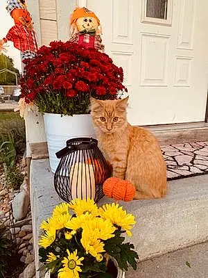 Flower Tabby Cat Franky