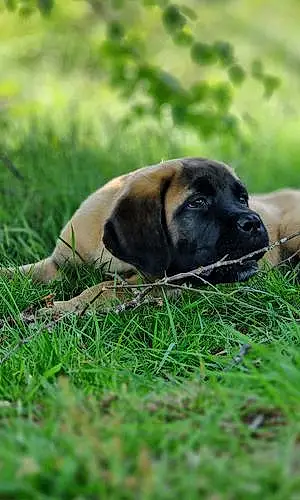 Name Bullmastiff Dog Zeus