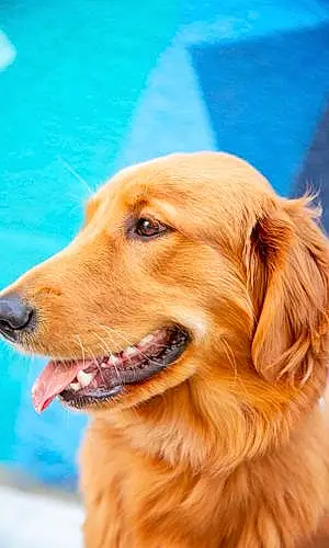 Name Golden Retriever Dog Indi