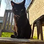 Wood, Felidae, Small To Medium-sized Cats, Carnivore, Cat, Whiskers, Sunlight, Black cats, Tail, Snout, Shade, Daylighting, Bombay, Outdoor Furniture, Lumber