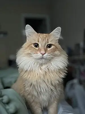 Name Cat Cheddar