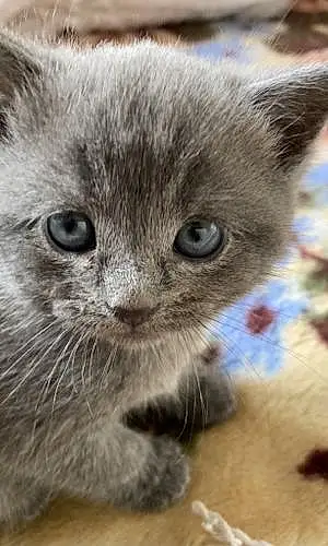 Name Russian Blue Cat Leela